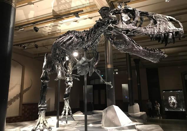 Nesli tükenen hayvanlar nelerdir Nesli tükenmek üzere olan hayvanlar