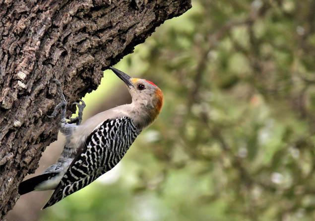 Nesli tükenen hayvanlar nelerdir Nesli tükenmek üzere olan hayvanlar