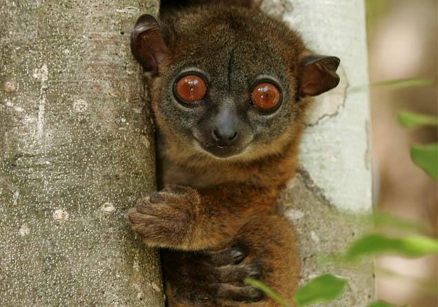 Nesli tükenen hayvanlar nelerdir Nesli tükenmek üzere olan hayvanlar