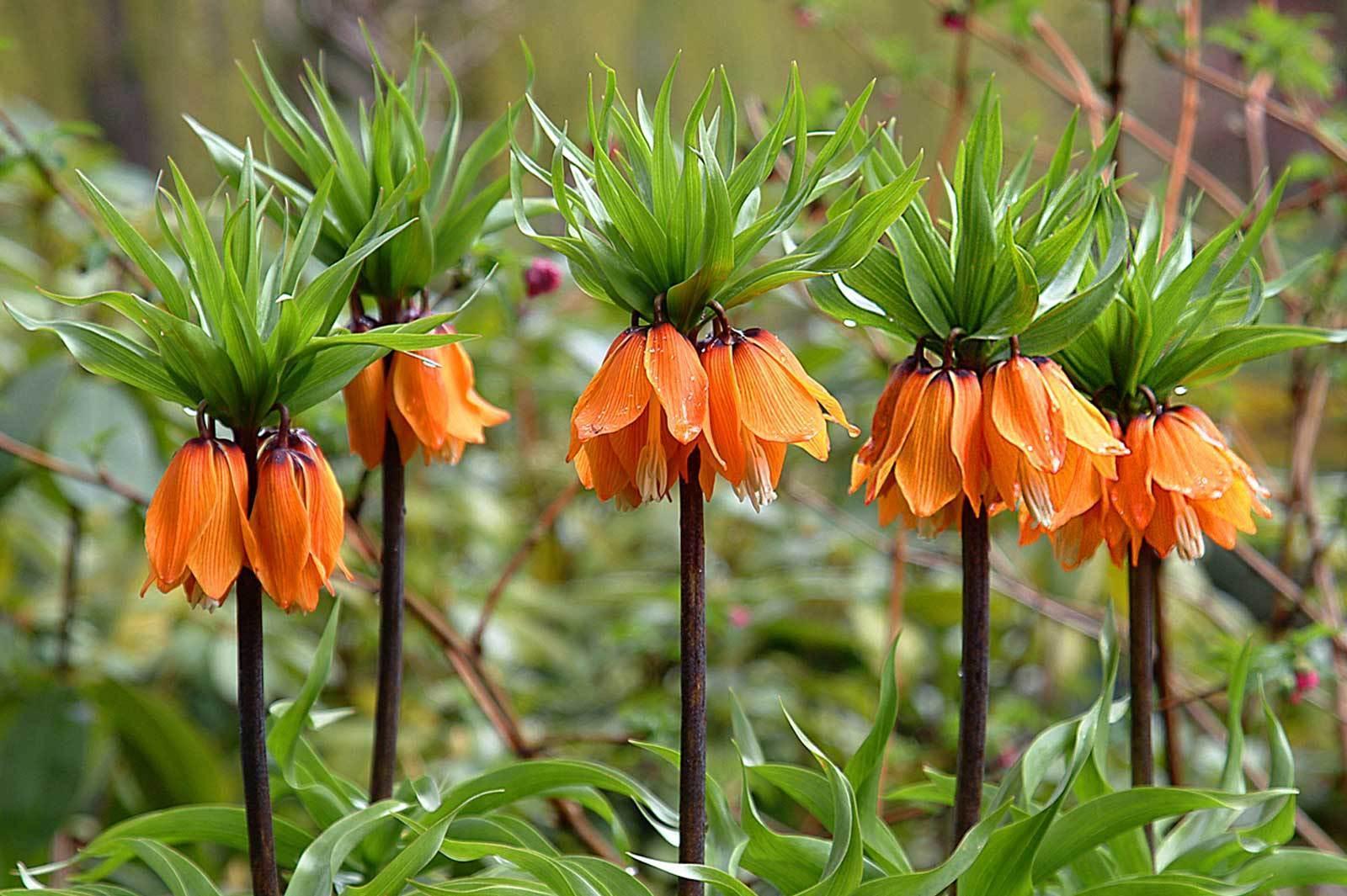 Рябчик императорский (фритиллярия). Выращивание цветка рябчик. Рябчик императорский (фритиллярия). Рябчик императорский (фритиллярия). Выращивание цветка рябчик.