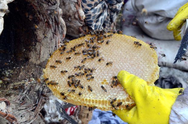 Etrafı çamurla sıvanıyor Kilosu 350 lira Etrafı çamurla sıvanıyor Kilosu 350 lira