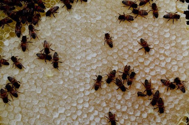 Etrafı çamurla sıvanıyor Kilosu 350 lira Etrafı çamurla sıvanıyor Kilosu 350 lira