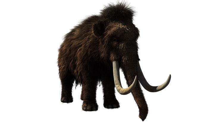 2. Mamut