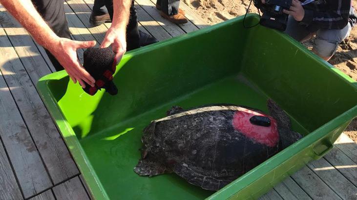 Uydu takip cihazlı 2 caretta caretta denize uğurlandı