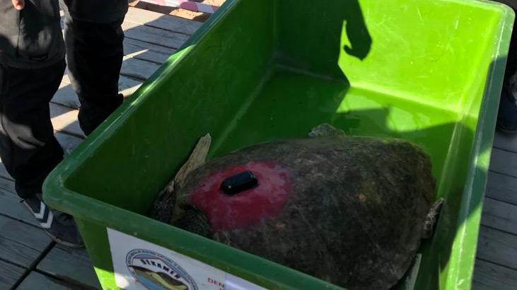 Uydu takip cihazlı 2 caretta caretta denize uğurlandı