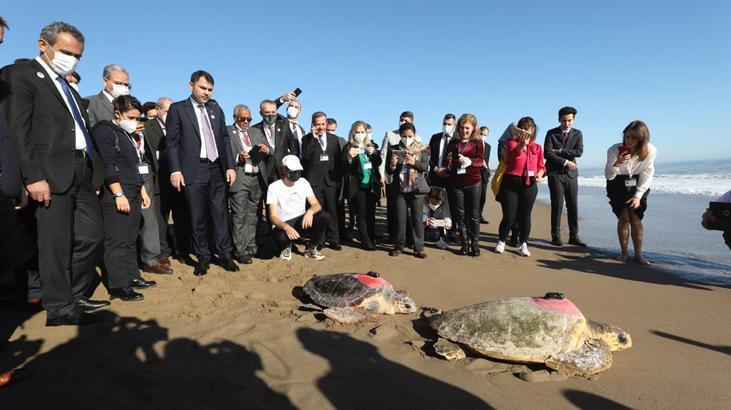Uydu takip cihazlı 2 caretta caretta denize uğurlandı