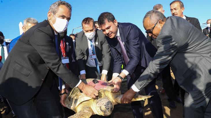 Uydu takip cihazlı 2 caretta caretta denize uğurlandı