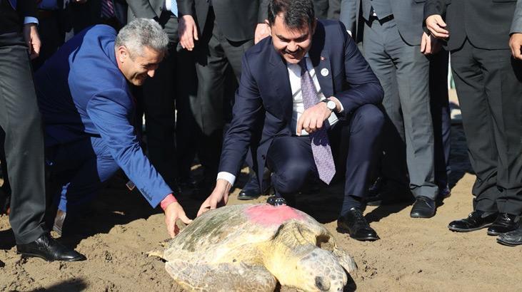Uydu takip cihazlı 2 caretta caretta denize uğurlandı