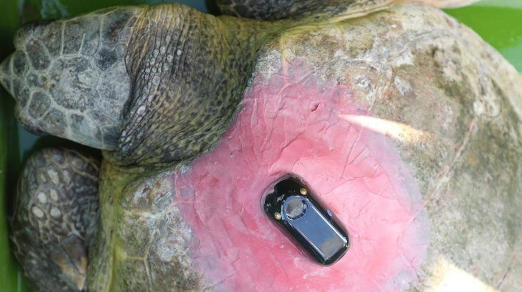 Uydu takip cihazlı 2 caretta caretta denize uğurlandı