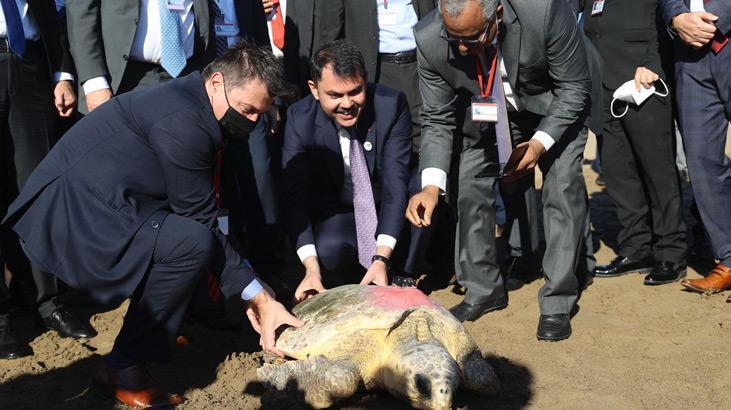 Uydu takip cihazlı 2 caretta caretta denize uğurlandı