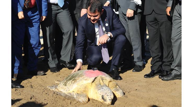 Uydu takip cihazlı 2 caretta caretta denize uğurlandı
