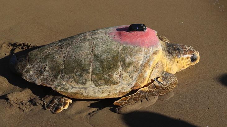 Uydu takip cihazlı 2 caretta caretta denize uğurlandı