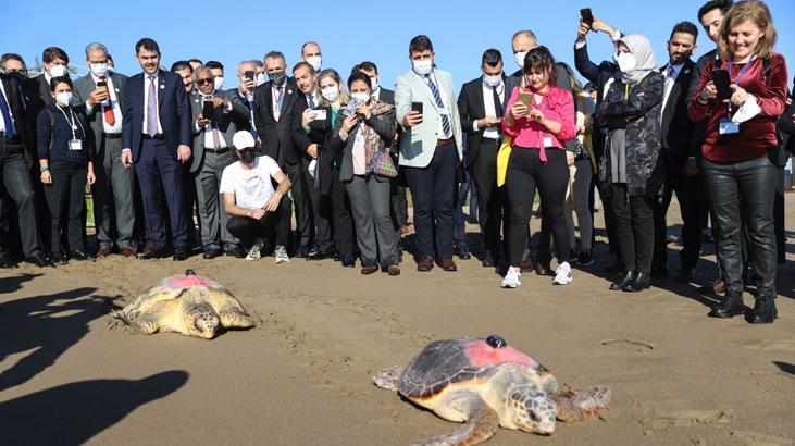 Uydu takip cihazlı 2 caretta caretta denize uğurlandı