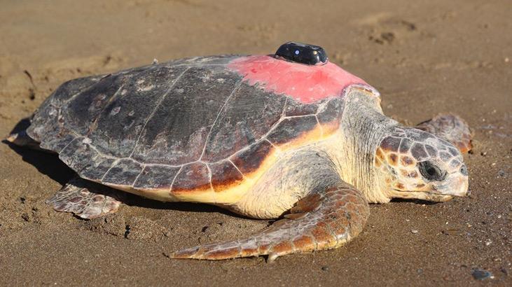 Uydu takip cihazlı 2 caretta caretta denize uğurlandı