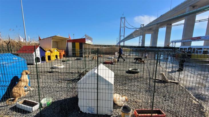 1915 Çanakkale Köprüsüne can dostlar için barınak