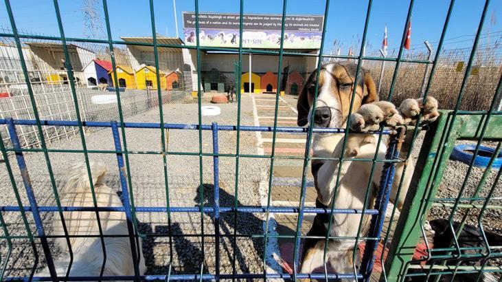 1915 Çanakkale Köprüsüne can dostlar için barınak