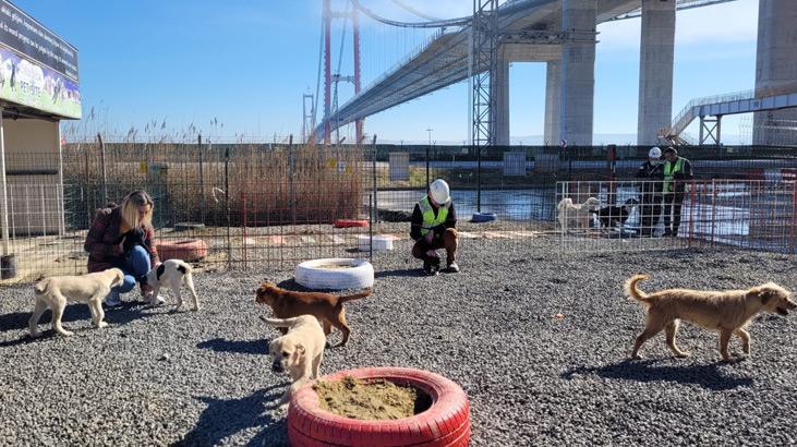 1915 Çanakkale Köprüsüne can dostlar için barınak