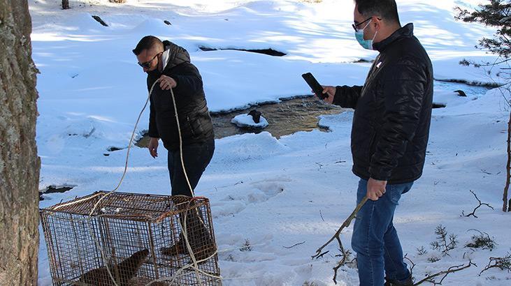 Çiftlikteki balıkları yiyen su samuru, kapanla yakalanıp doğaya salındı