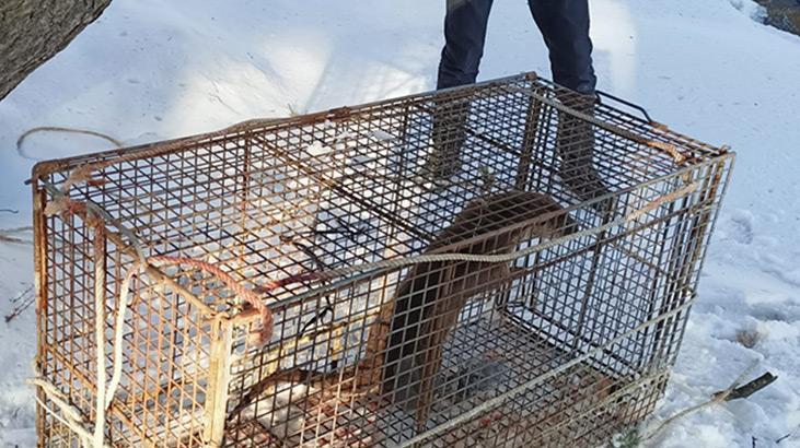 Çiftlikteki balıkları yiyen su samuru, kapanla yakalanıp doğaya salındı