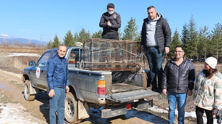 Çiftlikteki balıkları yiyen su samuru, kapanla yakalanıp doğaya salındı