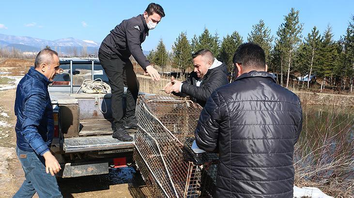 Çiftlikteki balıkları yiyen su samuru, kapanla yakalanıp doğaya salındı
