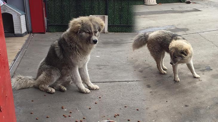 Zehirli saçma mermisi ile yavru köpeği öldürmüştü 3 yıla kadar hapsi istendi