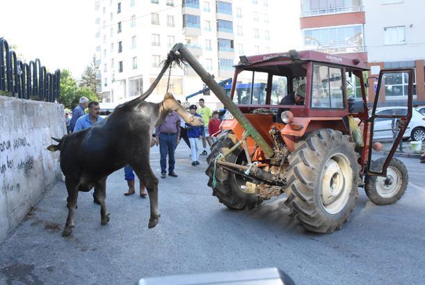 Acemi kasaplar hastaneye koştu
