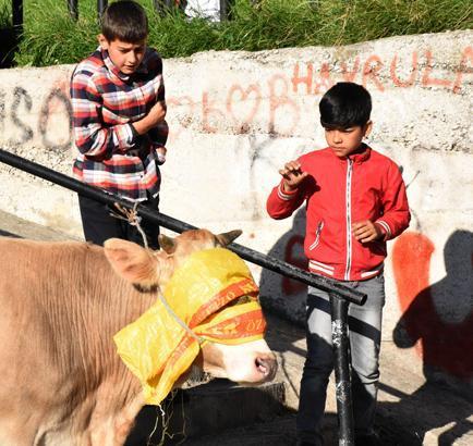 Acemi kasaplar hastaneye koştu