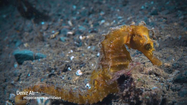 Marmara Denizinde koruma çalışmaları sonuç verdi; biyoçeşitlilikte artış var Marmara Denizinde koruma çalışmaları sonuç verdi; biyoçeşitlilikte artış var