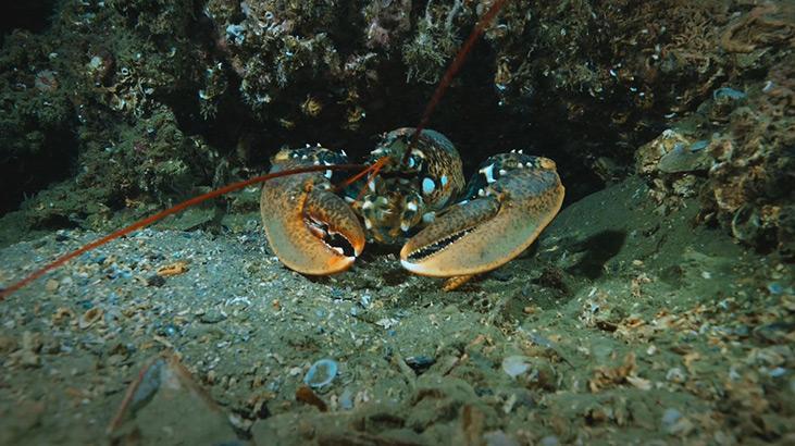 Marmara Denizinde koruma çalışmaları sonuç verdi; biyoçeşitlilikte artış var Marmara Denizinde koruma çalışmaları sonuç verdi; biyoçeşitlilikte artış var