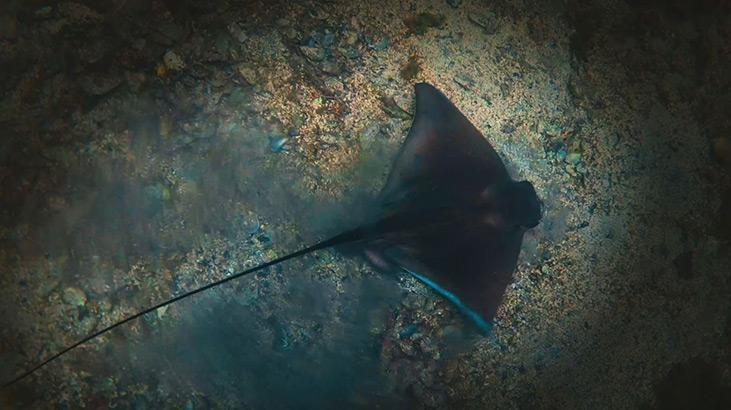 Marmara Denizinde koruma çalışmaları sonuç verdi; biyoçeşitlilikte artış var Marmara Denizinde koruma çalışmaları sonuç verdi; biyoçeşitlilikte artış var