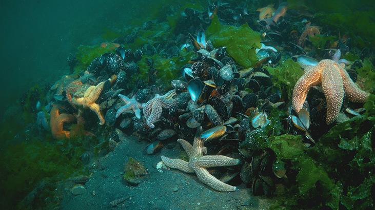 Marmara Denizinde koruma çalışmaları sonuç verdi; biyoçeşitlilikte artış var Marmara Denizinde koruma çalışmaları sonuç verdi; biyoçeşitlilikte artış var