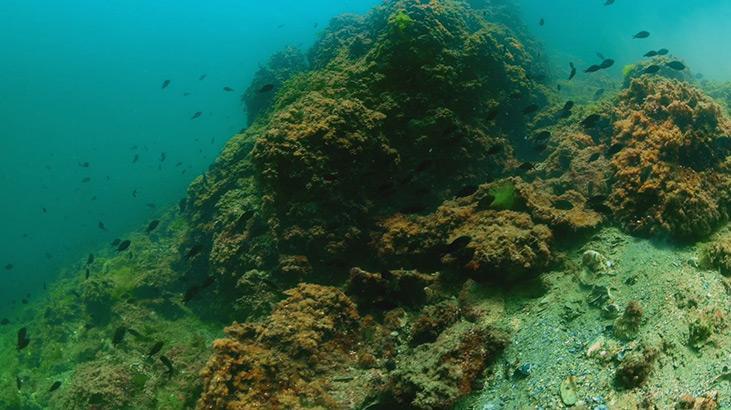 Marmara Denizinde koruma çalışmaları sonuç verdi; biyoçeşitlilikte artış var Marmara Denizinde koruma çalışmaları sonuç verdi; biyoçeşitlilikte artış var