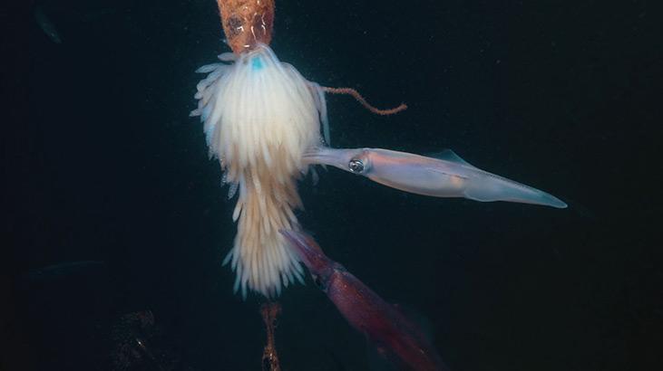 NESLİ TEHLİKE ALTINDAKİ PİNA MARMARADA NESLİ TEHLİKE ALTINDAKİ PİNA MARMARADA