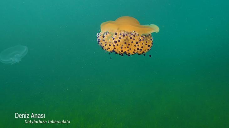 Marmara Denizinde koruma çalışmaları sonuç verdi; biyoçeşitlilikte artış var Marmara Denizinde koruma çalışmaları sonuç verdi; biyoçeşitlilikte artış var