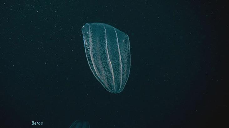 Marmara Denizinde koruma çalışmaları sonuç verdi; biyoçeşitlilikte artış var Marmara Denizinde koruma çalışmaları sonuç verdi; biyoçeşitlilikte artış var