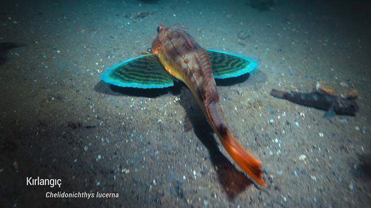 Marmara Denizinde koruma çalışmaları sonuç verdi; biyoçeşitlilikte artış var Marmara Denizinde koruma çalışmaları sonuç verdi; biyoçeşitlilikte artış var