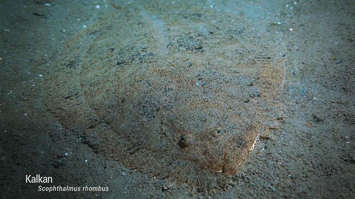 ÇALIŞMALARLA MARMARA DENİZİ ESKİ HALİNE ULAŞTI ÇALIŞMALARLA MARMARA DENİZİ ESKİ HALİNE ULAŞTI