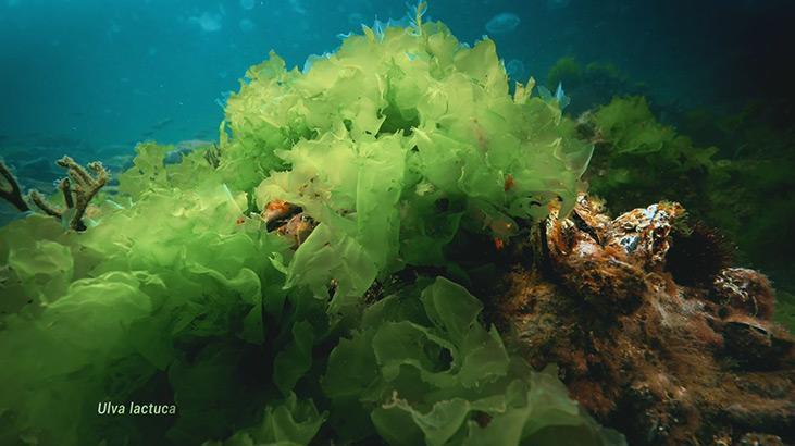 BALIKLAR ALT TABANDAKİ OKSİJENİN AZALMASINDAN ETKİLENMEZ BALIKLAR ALT TABANDAKİ OKSİJENİN AZALMASINDAN ETKİLENMEZ