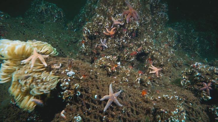 Marmara Denizinde koruma çalışmaları sonuç verdi; biyoçeşitlilikte artış var Marmara Denizinde koruma çalışmaları sonuç verdi; biyoçeşitlilikte artış var