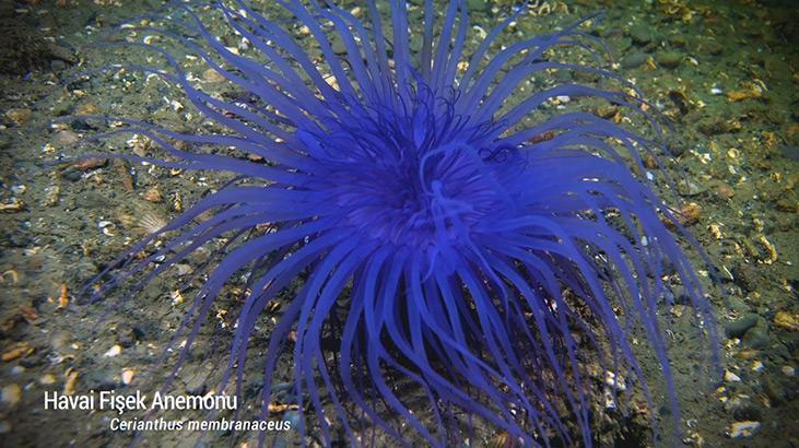 Marmara Denizinde koruma çalışmaları sonuç verdi; biyoçeşitlilikte artış var Marmara Denizinde koruma çalışmaları sonuç verdi; biyoçeşitlilikte artış var
