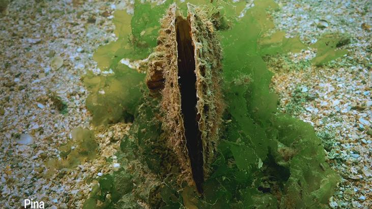 Marmara Denizinde koruma çalışmaları sonuç verdi; biyoçeşitlilikte artış var Marmara Denizinde koruma çalışmaları sonuç verdi; biyoçeşitlilikte artış var