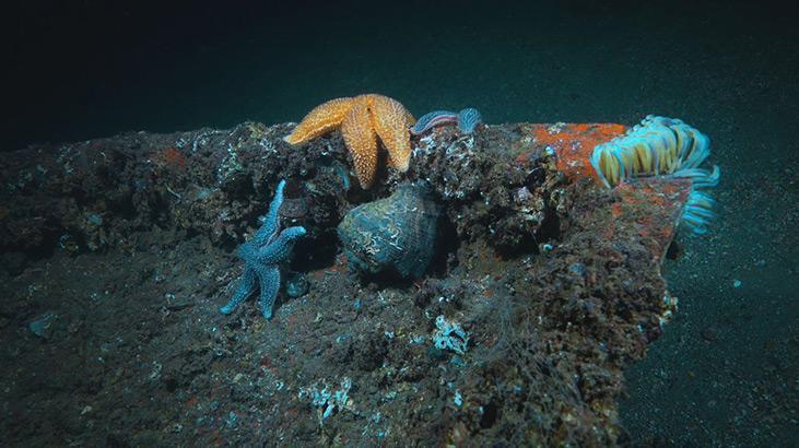 Marmara Denizinde koruma çalışmaları sonuç verdi; biyoçeşitlilikte artış var Marmara Denizinde koruma çalışmaları sonuç verdi; biyoçeşitlilikte artış var