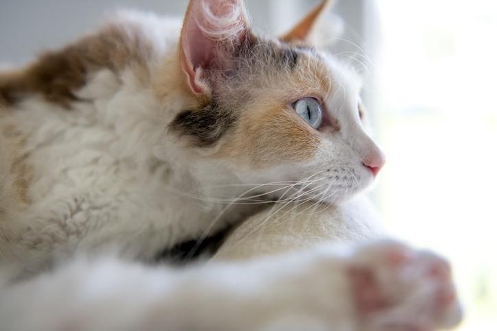 Kedi İsimleri 2025 Kedi İsimleri 2025