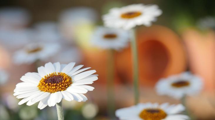 CEMRE DÜŞME TARİHLERİ 2023 CEMRE DÜŞME TARİHLERİ 2023