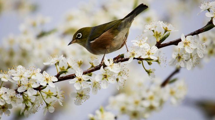CEMRE NEDİR, NE ANLAMA GELMEKTEDİR