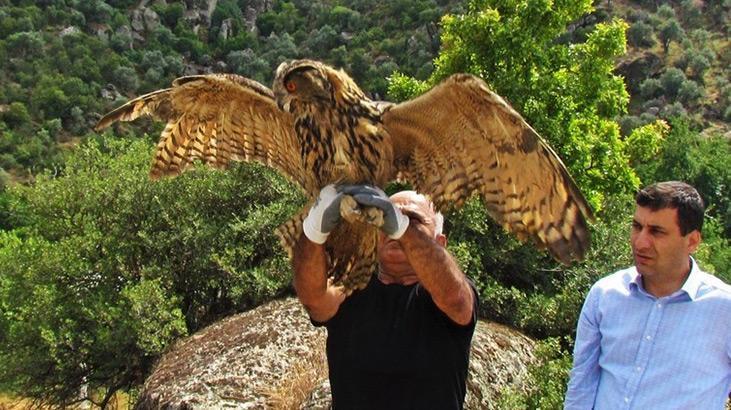 Kuşadası’nda 1 baykuş ölü, 2 atmaca yaralı olarak bulundu