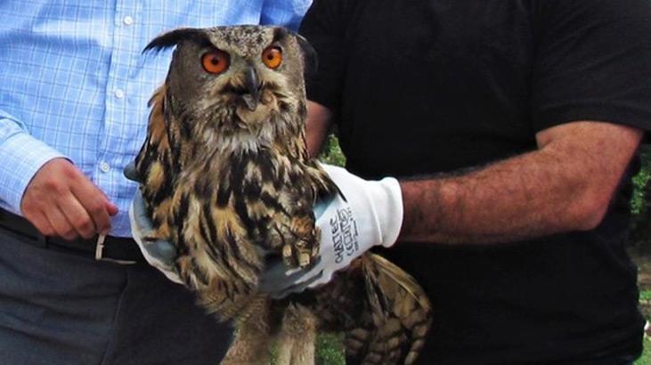 İNSANLARA YARAR SAĞLAYAN YABAN HAYVANLARININ HABİTATLARININ KORUNMASI GEREKİR