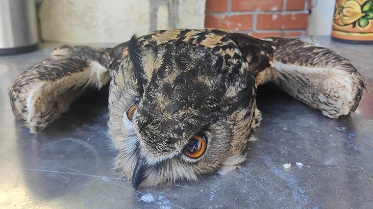 Kuşadası’nda 1 baykuş ölü, 2 atmaca yaralı olarak bulundu