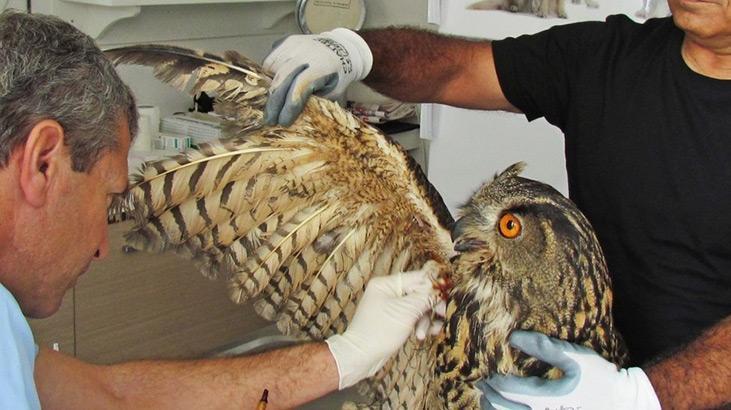 Kuşadası’nda 1 baykuş ölü, 2 atmaca yaralı olarak bulundu